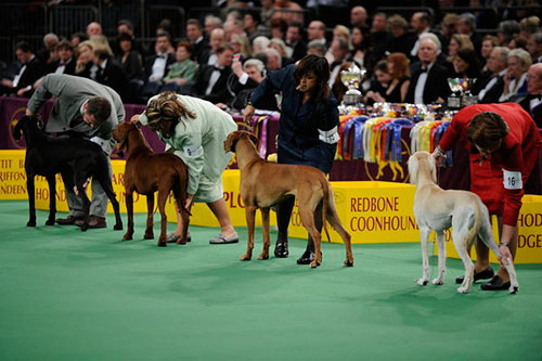  westminster dog show 